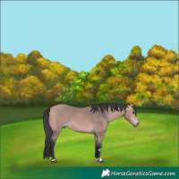 Horse Color:Platinum Bay 