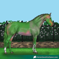 Horse Color:Watercolor Buckskin Tobiano