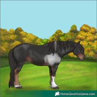 Horse Color:Liver Chestnut Tobiano 