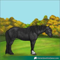 Horse Color:Smoky Black  and Gray Smoky Black 