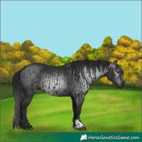 Horse Color:Smoky Black  and Gray Smoky Black 