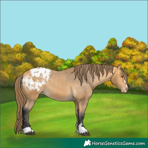 Horse Color:Buckskin Appaloosa 