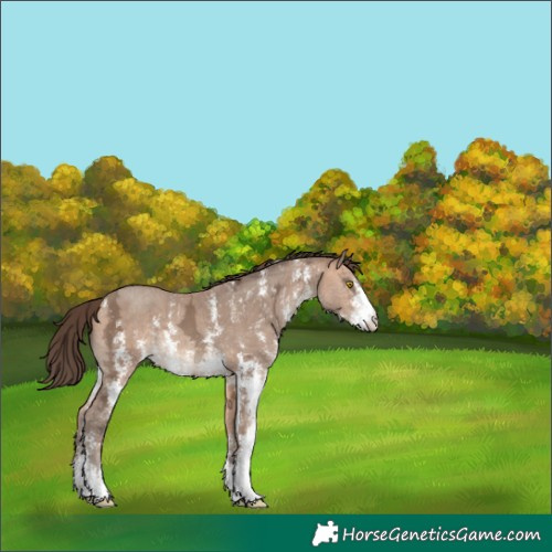 Horse Color:Amber Champagne Ice Sabino Varnish 