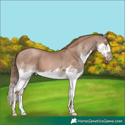 Horse Color:Black Pearl Splash 