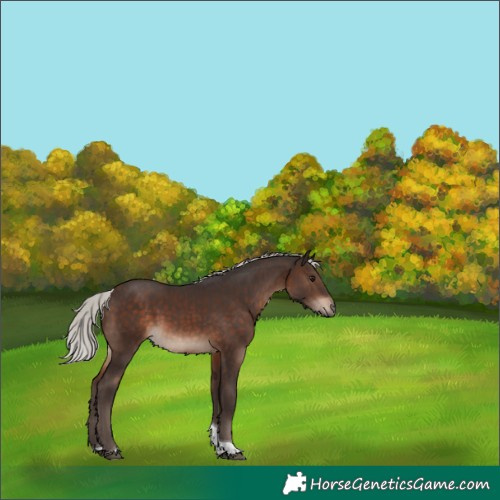 Horse Color:Silver Brown Tobiano 