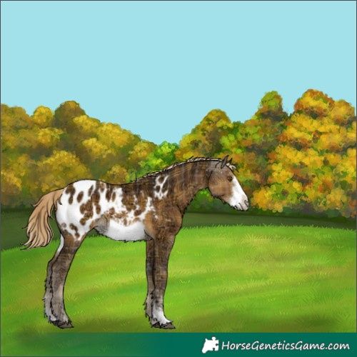 Horse Color:Plaid Chocolate Palomino Ice Sabino Frame Appaloosa