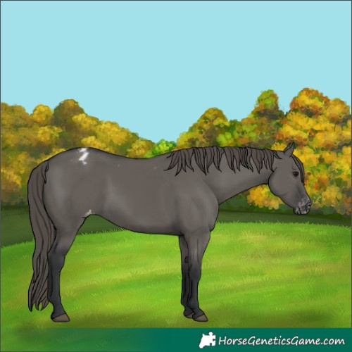 Horse Color:Grullo Appaloosa 