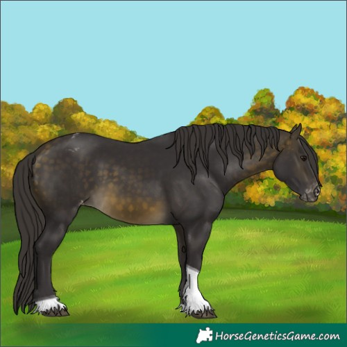 Horse Color:Buckskin Tobiano Appaloosa 