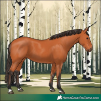 Horse Color:Bay 