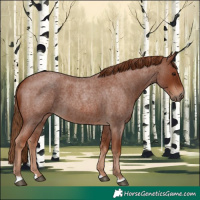 Horse Color:Red Roan