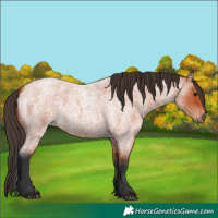 Horse Color:Bay Roan 