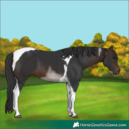 Horse Color:Bay Tobiano
