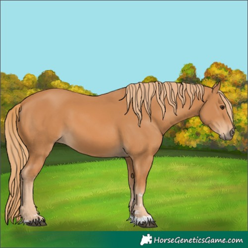 Horse Color:Chestnut 