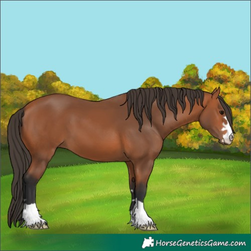 Horse Color:Bay 