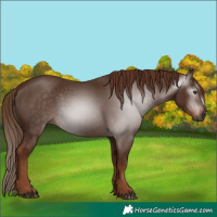 Horse Color:Gray Chestnut