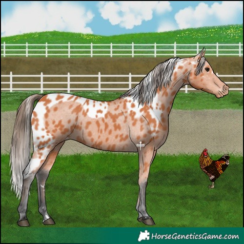 Horse Color:Bay Near Leopard 