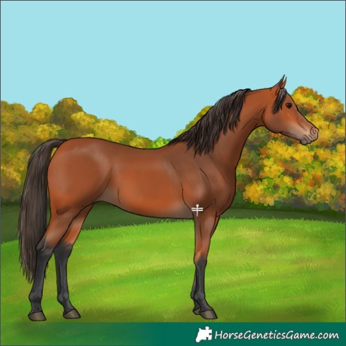 Horse Color:Bay Rabicano 