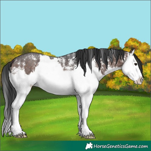 Horse Color:Brown Sabino Splash Appaloosa 