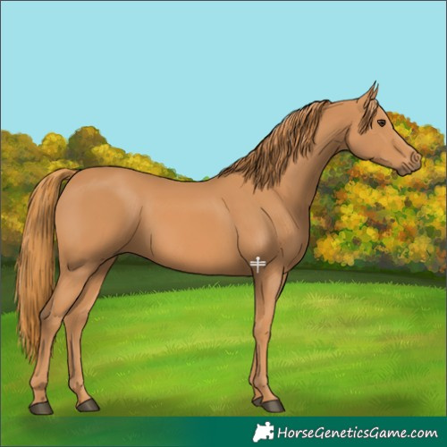 Horse Color:Chestnut Rabicano 