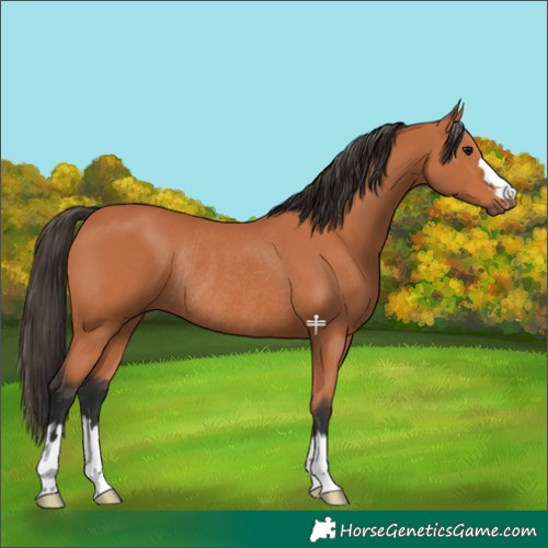 Horse Color:Bay Rabicano 