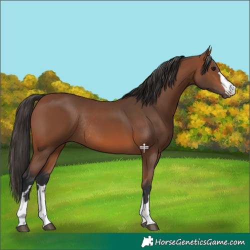 Horse Color:Bay Rabicano 