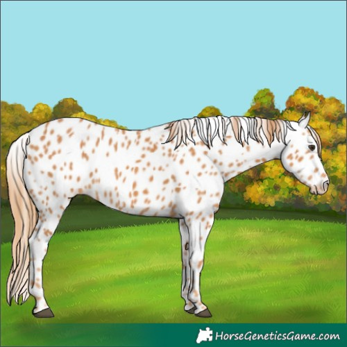 Horse Color:Chestnut Appaloosa 