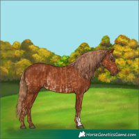 Horse Color:Chestnut and Chestnut Rabicano