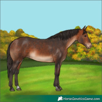 Horse Color:Bay  and Bay Appaloosa 