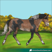 Horse Color:Black  and Silver Black 
