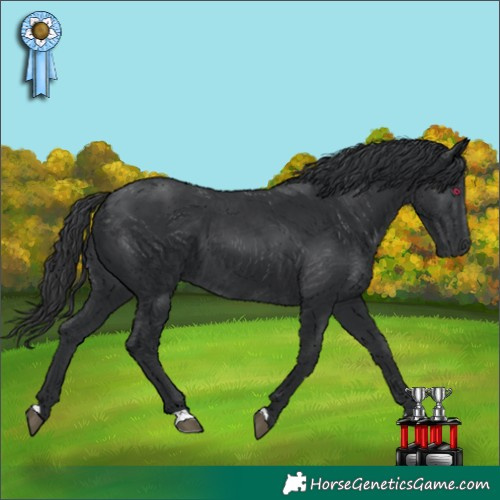 Horse Color:Black 