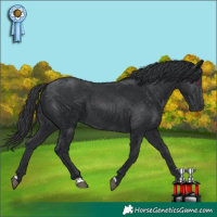 Horse Color:Black 