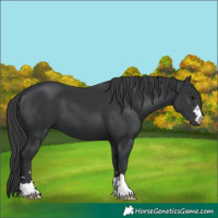 Horse Color:Black 
