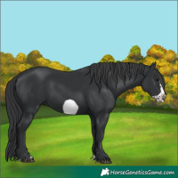 Horse Color:Black Splash Frame 