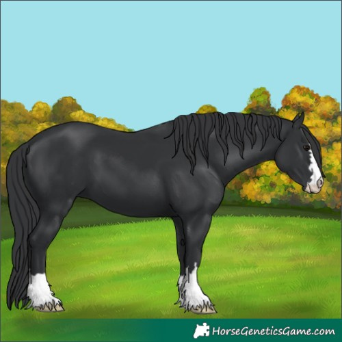 Horse Color:Black 