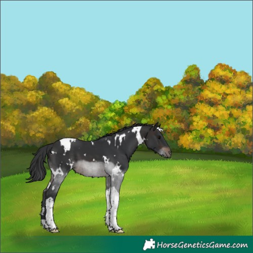 Horse Color:White Spotted Brown Tobiano 