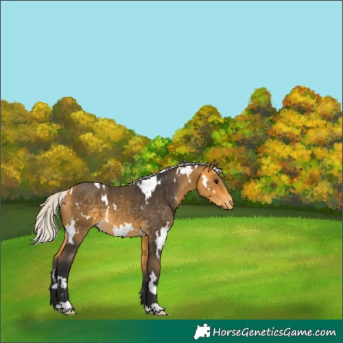 Horse Color:White Spotted Silver Buckskin Skewed Appaloosa 