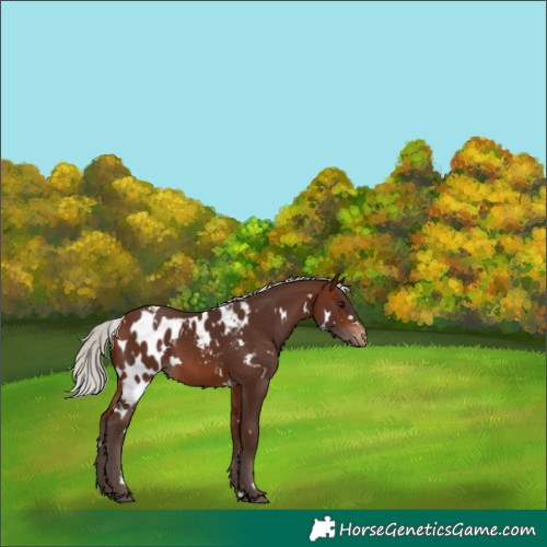 Horse Color:White Spotted Silver Brown Skewed Appaloosa 