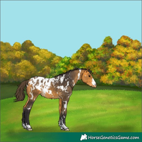 Horse Color:White Spotted Buckskin Skewed Appaloosa 