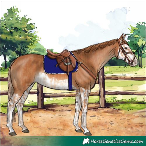 Horse Color:Chestnut and Chestnut Splash