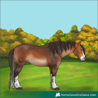 Horse Color:Bay  and Bay Splash 
