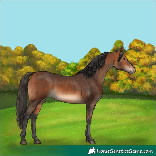 Horse Color:Bay  and Bay Rabicano 