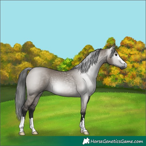 Horse Color:Gray Grullo 