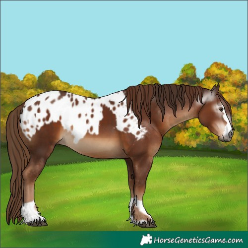 Horse Color:Gray Chestnut and Gray Chestnut Appaloosa