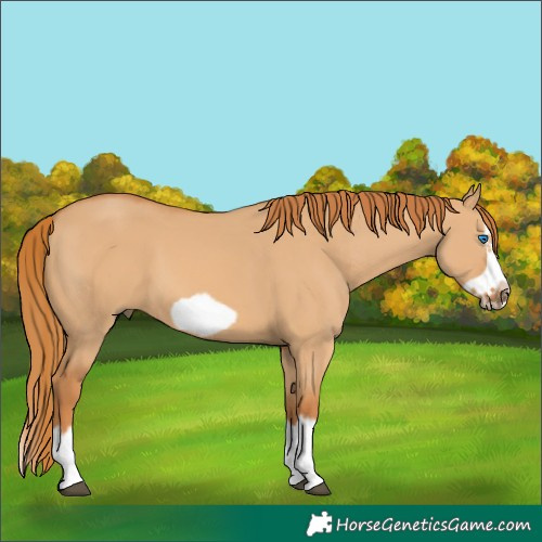 Horse Color:Red Dun Splash Frame
