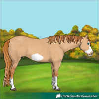 Horse Color:Red Dun Splash Frame 