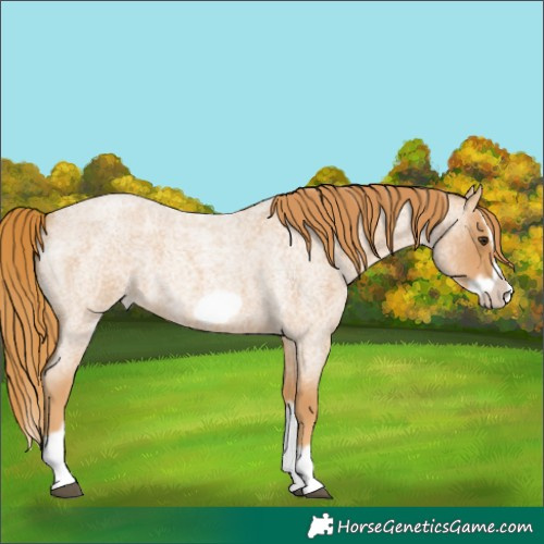 Horse Color:Red Roan Splash Frame 