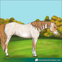 Horse Color:Red Roan Splash Frame 