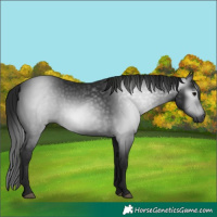 Horse Color:Gray Black 