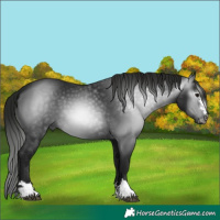 Horse Color:Gray Black 