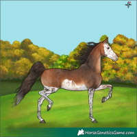 Horse Color:Bay  and Bay Splash 